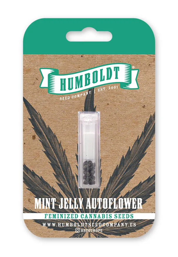 Paquete de semillas de cannabis feminizadas Mint Jelly