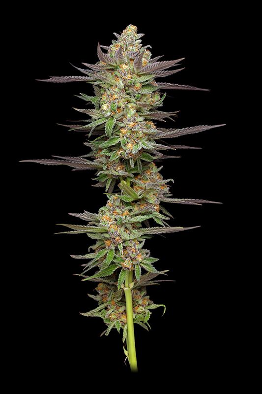 PlantaAutoflower Mint Jelly con tallo, hojas y cogollos.
