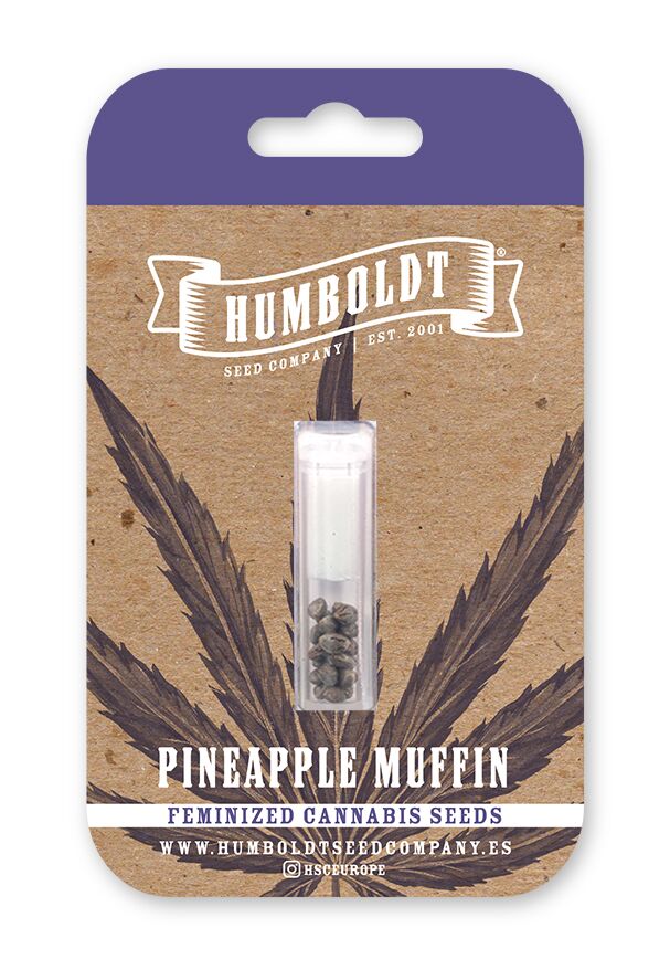 Pineapple Muffin cannabis seed pack