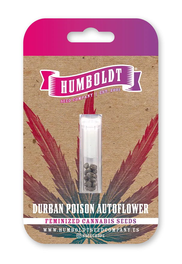 Durban Poison feminisierte Cannabissamen-Packung