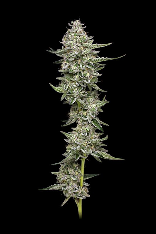 Slightly Stoopid Collie Man Kush cannabis plant top cola on black background
