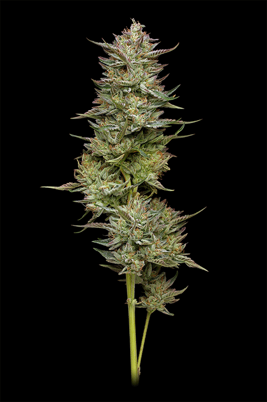 Jelly Donutz Cannabispflanze Foto 360°-Ansicht