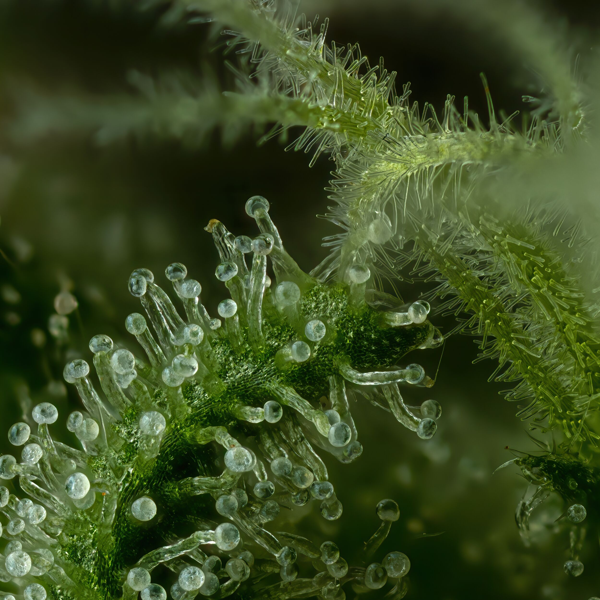 Slightly Stoopid Fruits macro strain shot