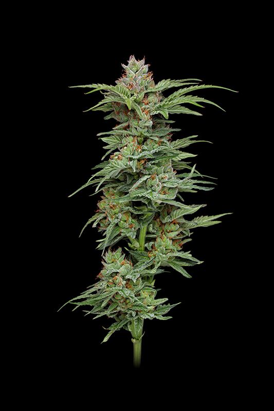 Pineapple Muffin cannabis plant photography