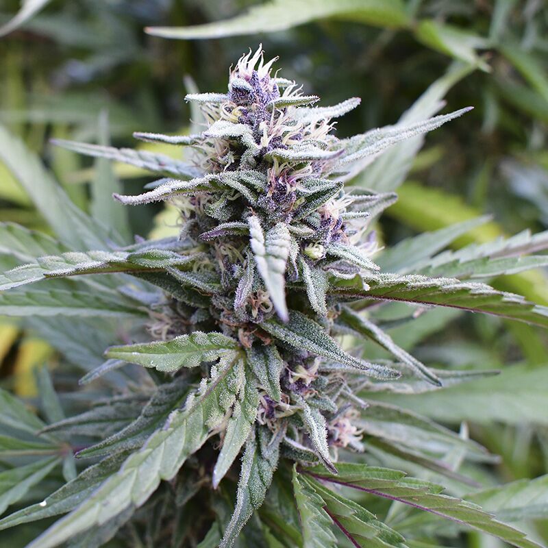 cannabis plant with purple hairs