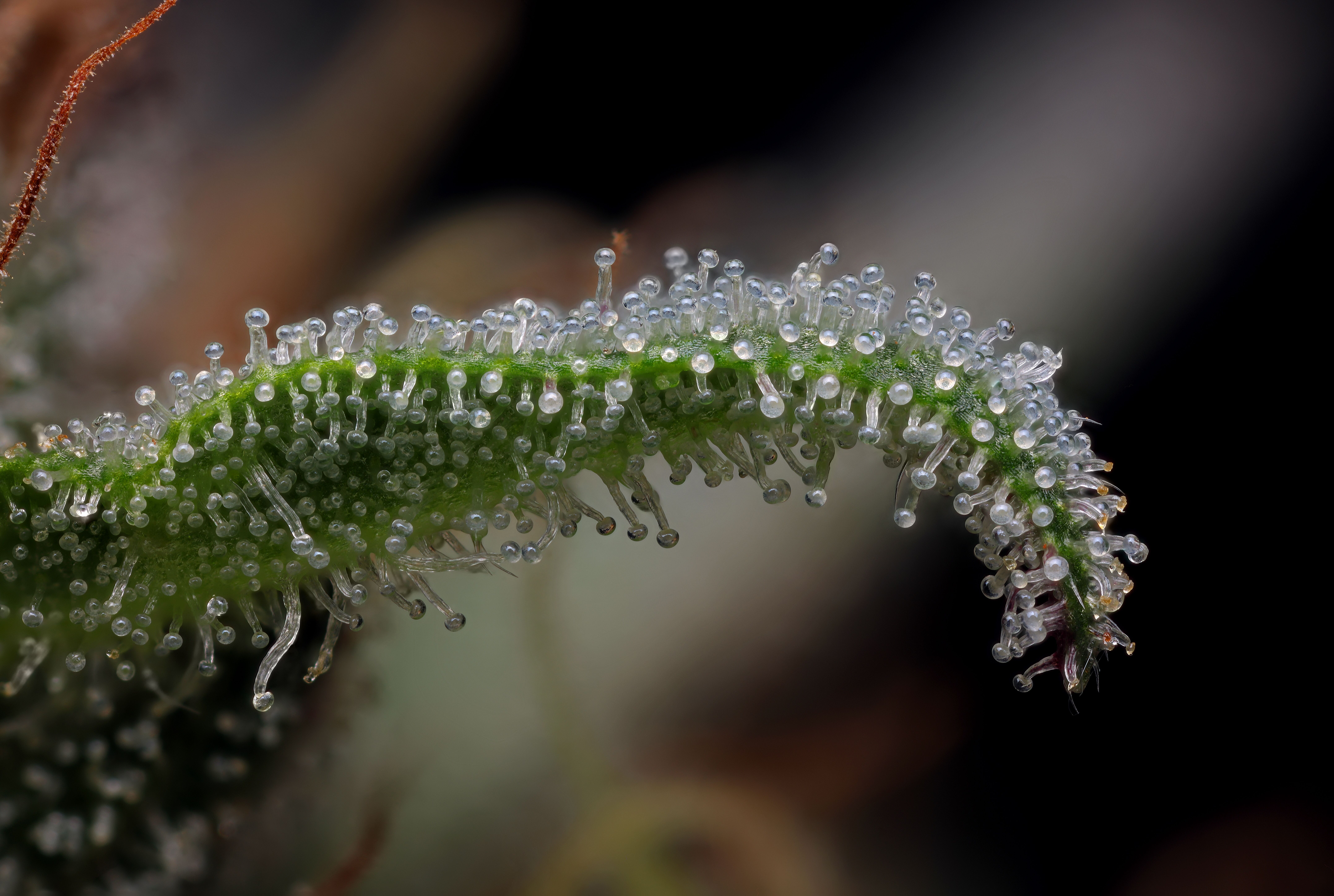 Fotografía Raspberry Parfait de una planta de cannabis Raspberry Parfait con gran aumento.
