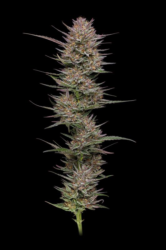 Fotografías de la variedad de Raspberry Parfait