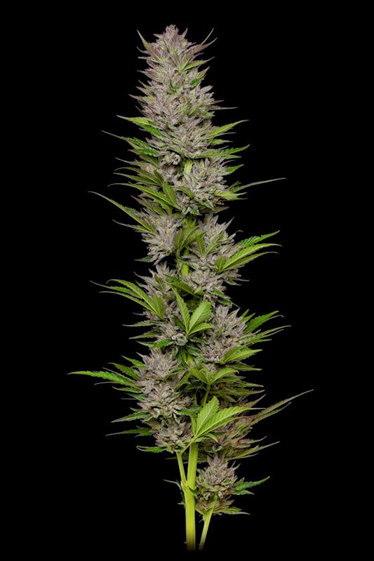 Don Carlos tall and robust cannabis plant photo