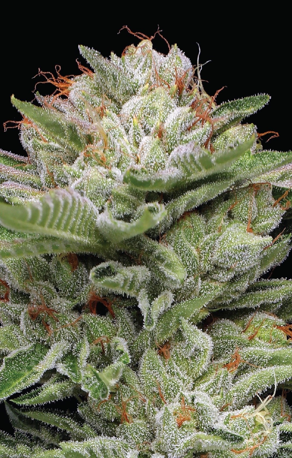 Durban Poison