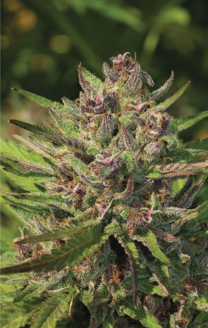 P.P.D cannabis plant live shot with orange and purple hairs