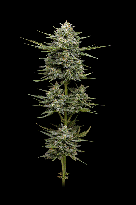 Vanilla Latte cannabis strain 360 photo