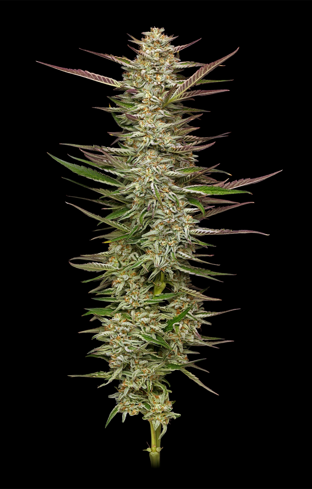 Gazzurple cannabis plant photo