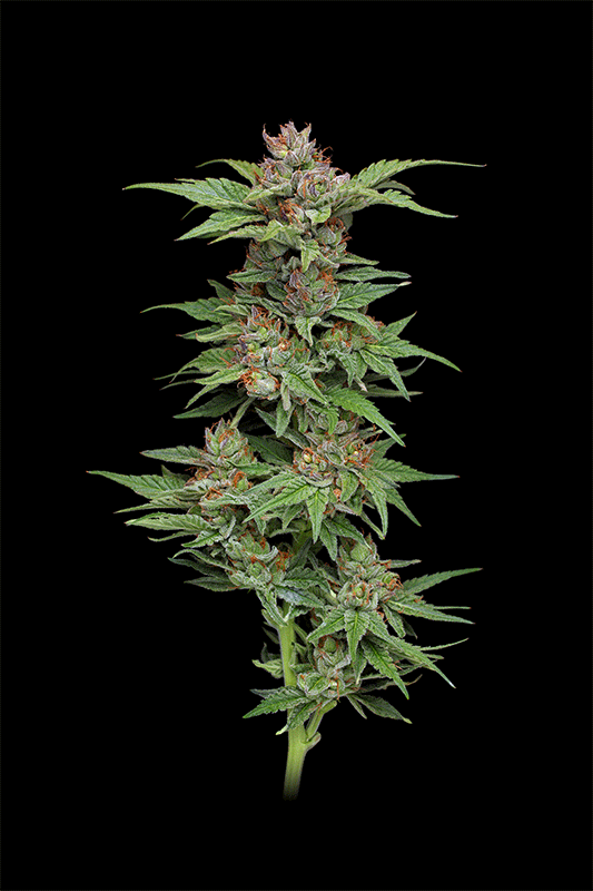 Pineapple Muffin cannabis strain plant 360 photo