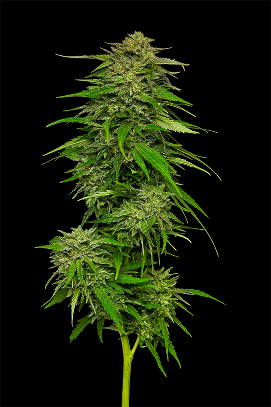 Mango Sherbert Cannabispflanze Foto 360°-Ansicht