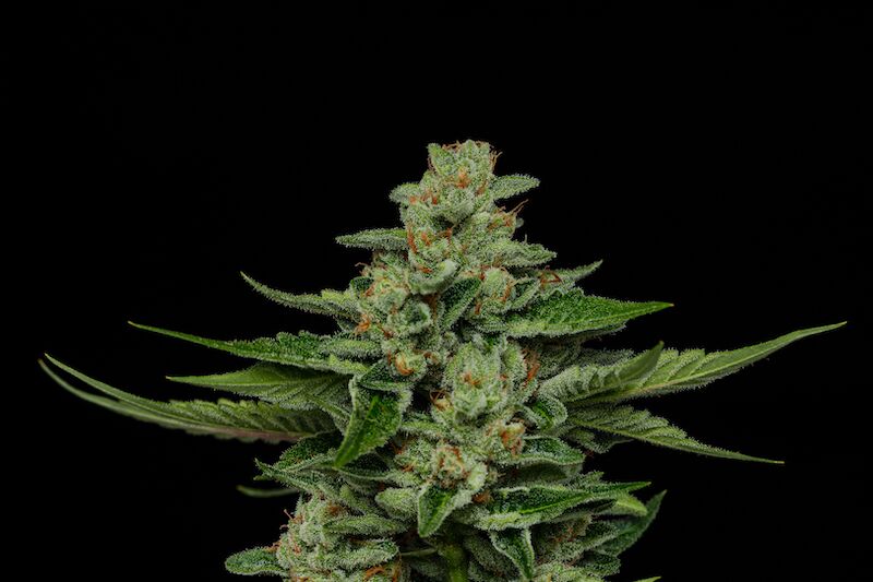 Fortune Cookie top of cannabis plant nug