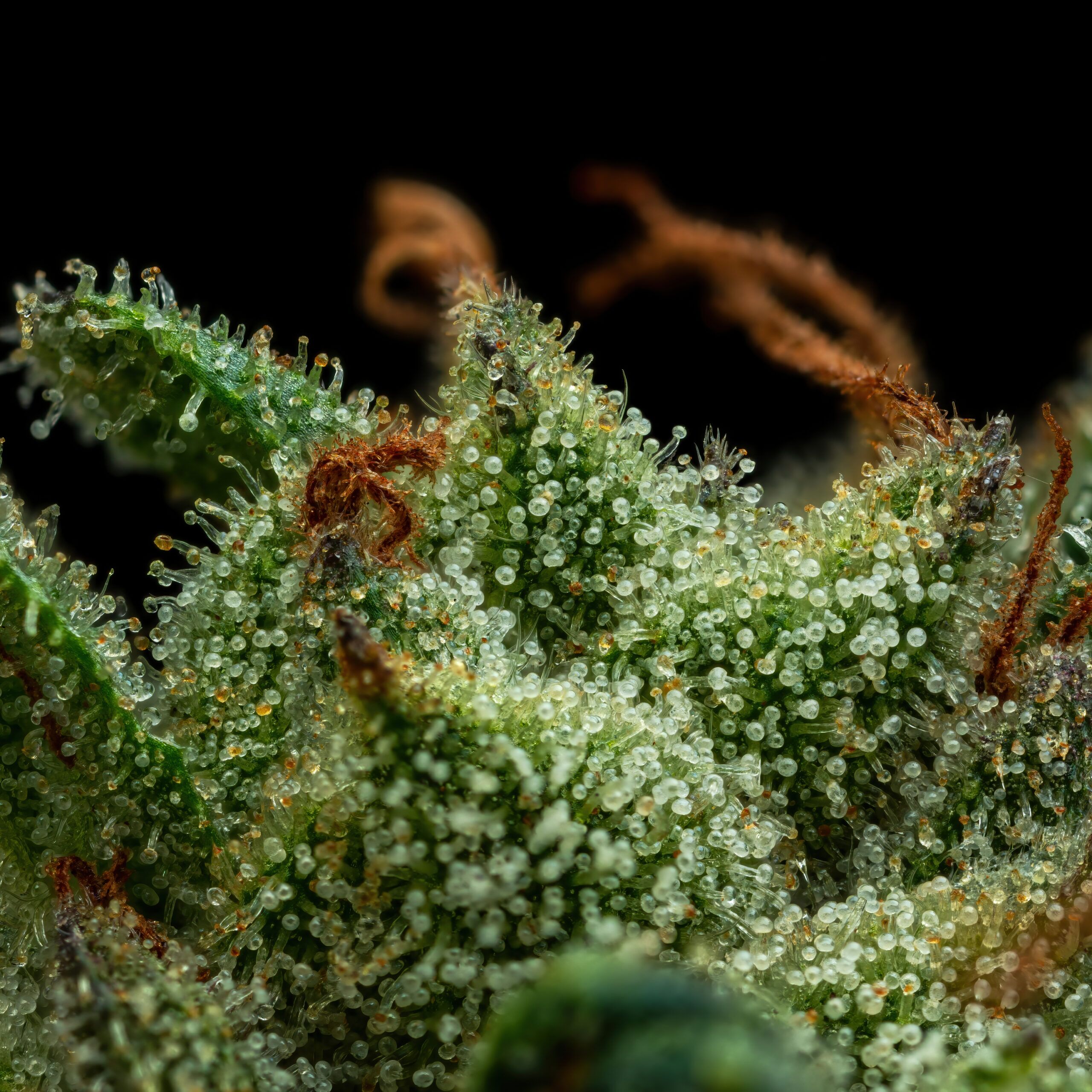 Slightly Stoopid Collie Man Kush close up nug shot cannabinoids