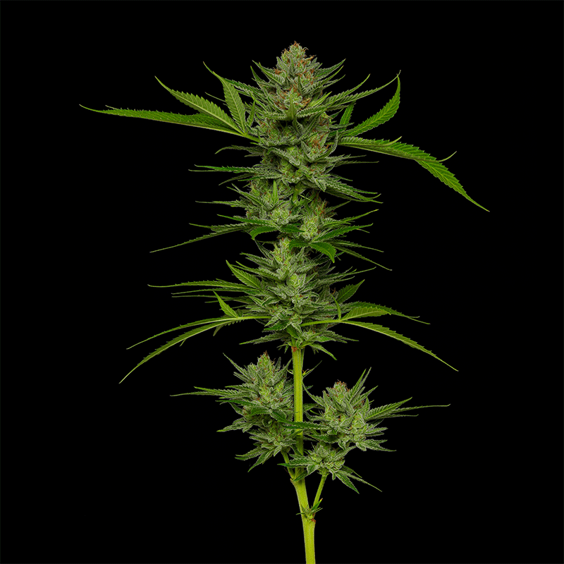 Slightly Stoopid Fruits cannabis plant 360 view