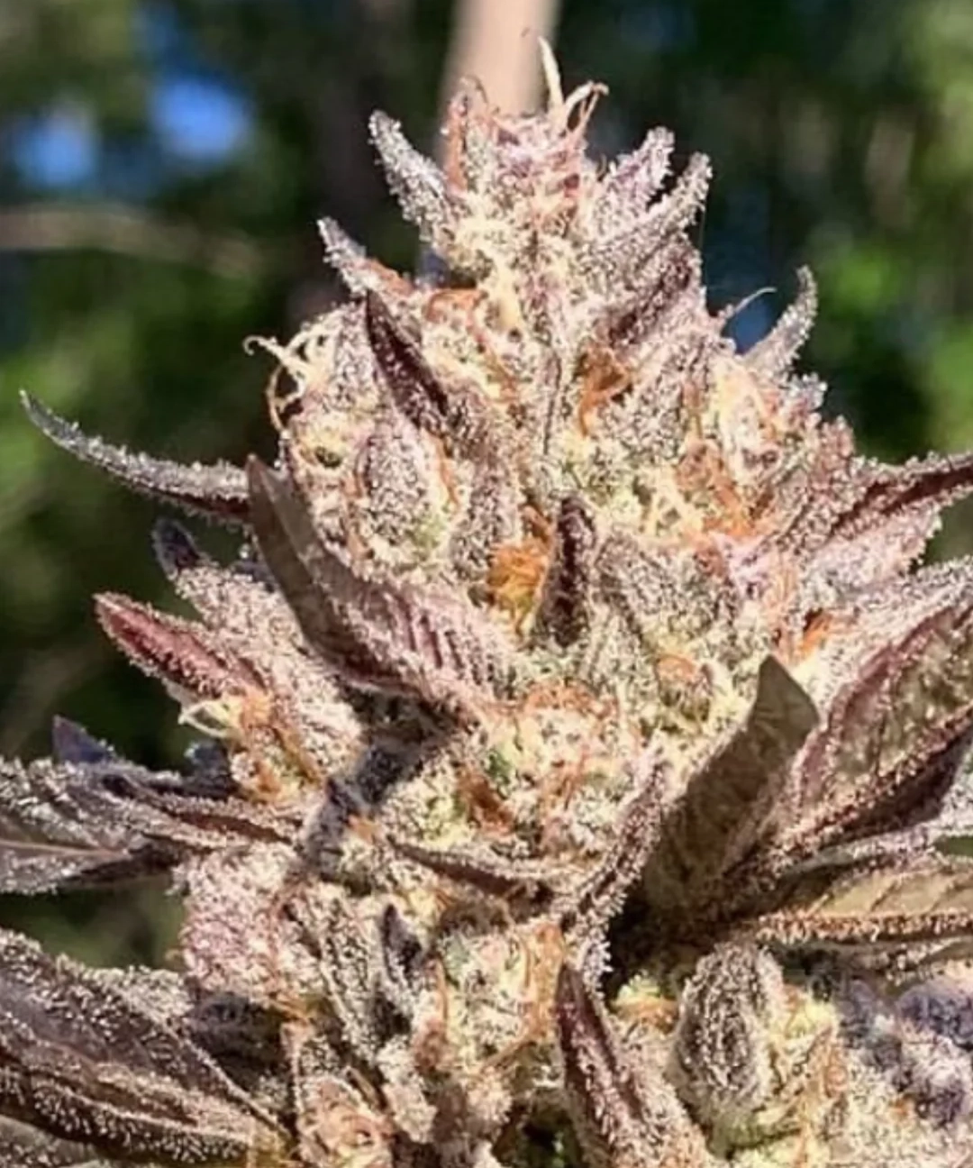Huckleberry Hill – Amalfi Feminisiertes bud