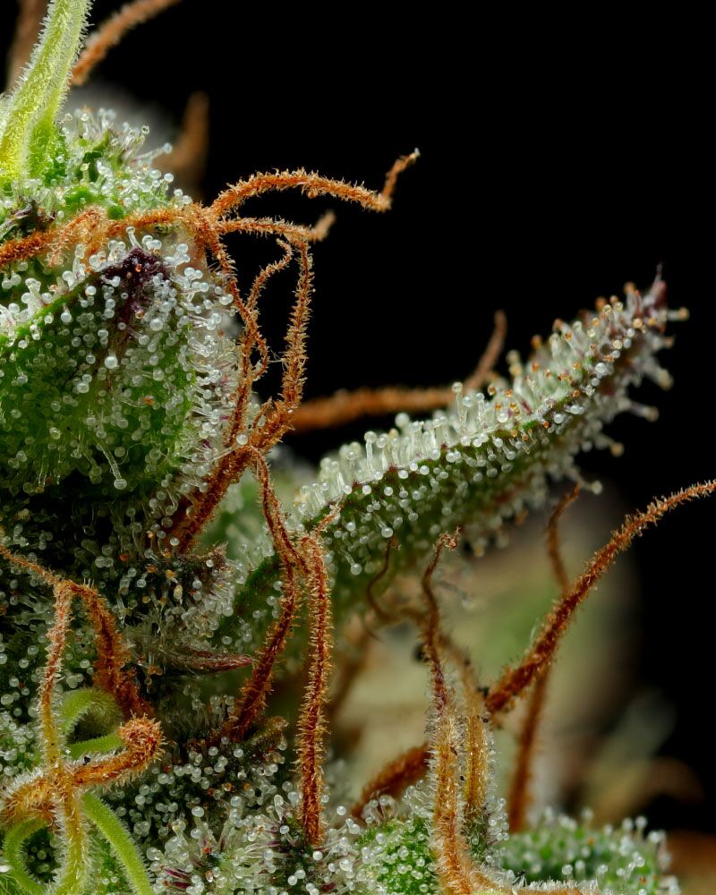 Squirt cannabis flower nug shot close up