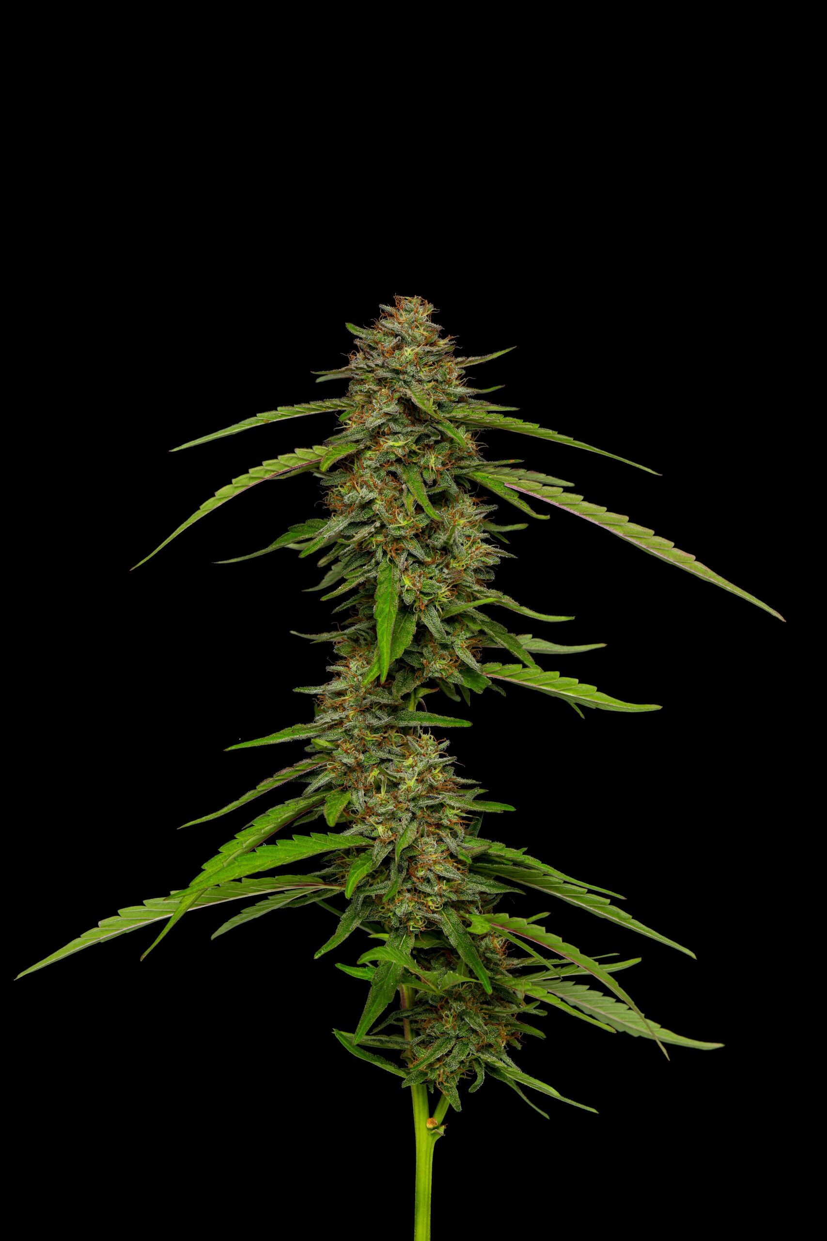Squirt cannabis flower top cola