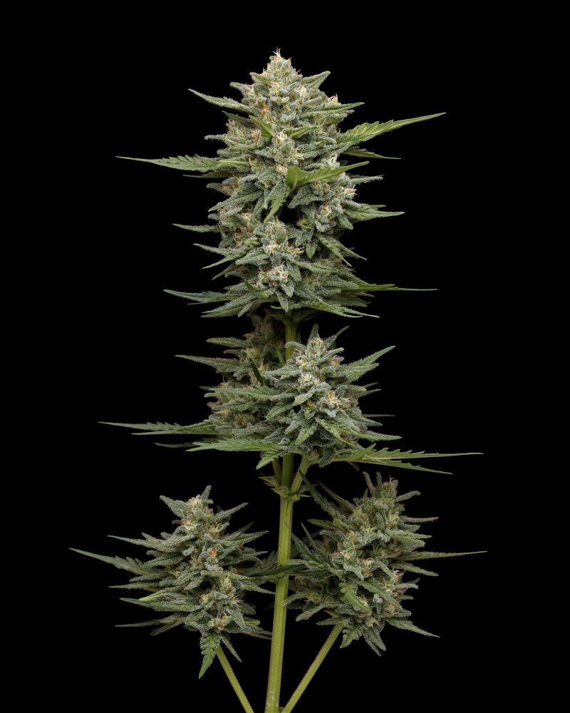 Vanilla Latte cannabis plant top cola