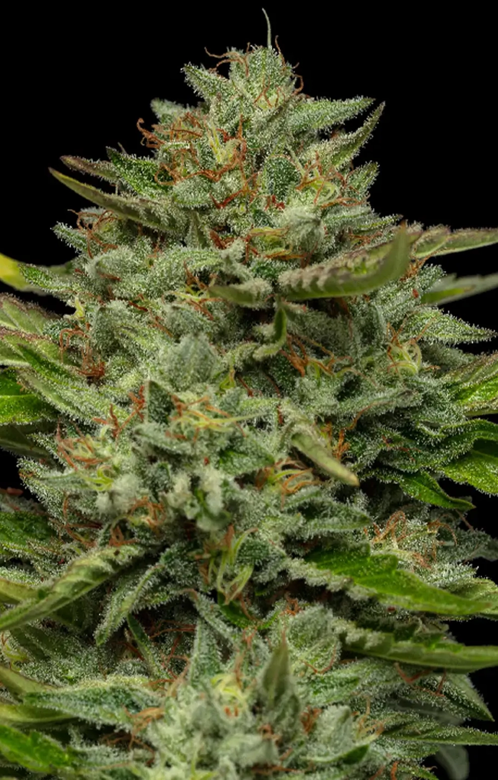 emerald Fire OG cannabis plant