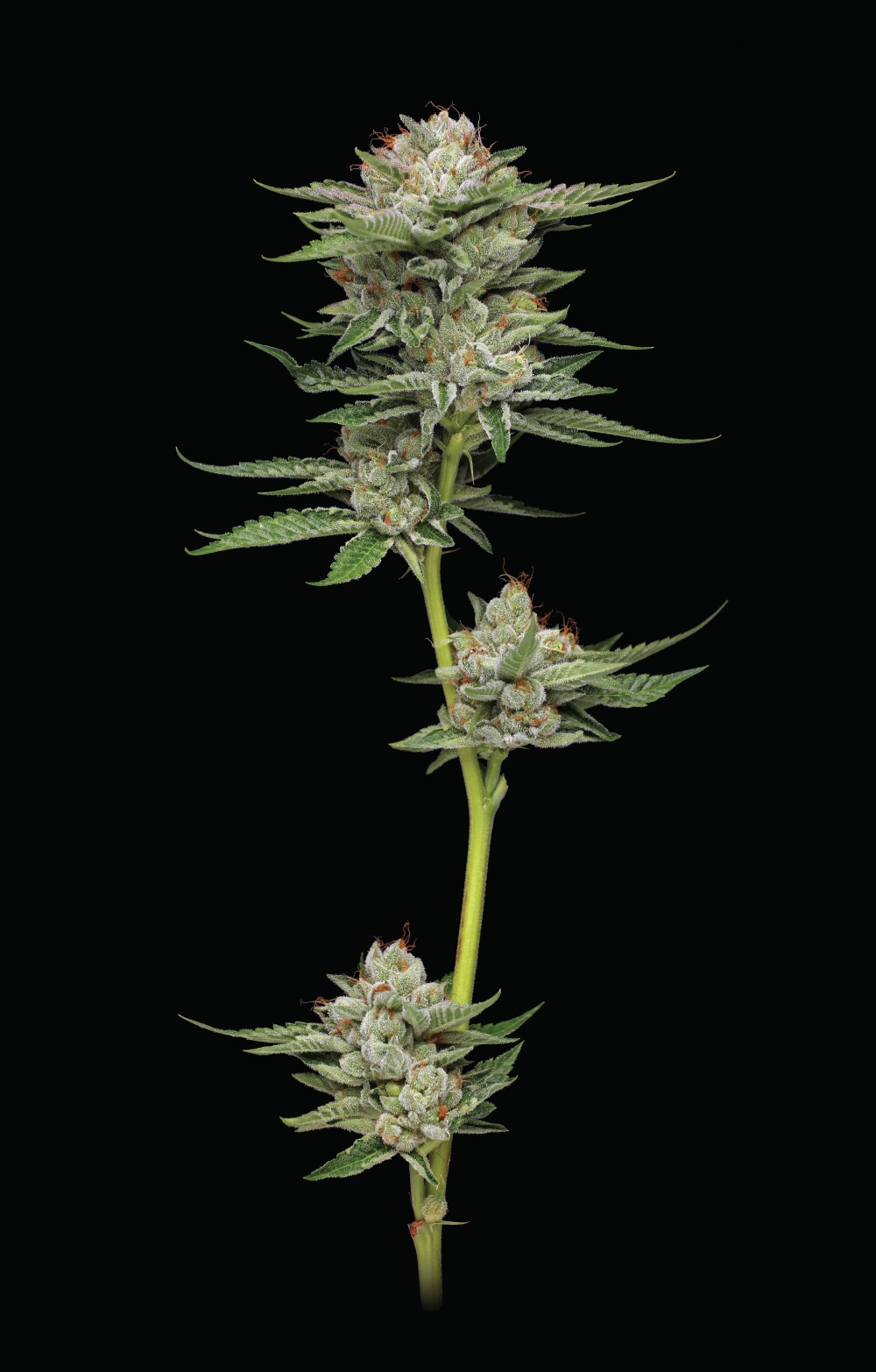 Durban Poison mit oberster Cola auf schwarzem Hintergrund