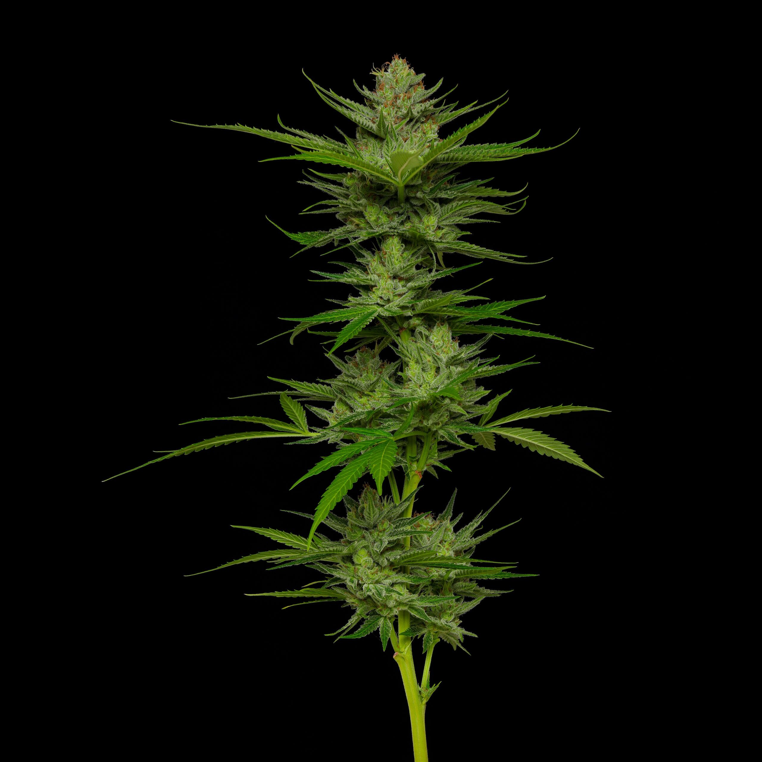 Slightly Stoopid Fruits cannabis plant top cola on black background