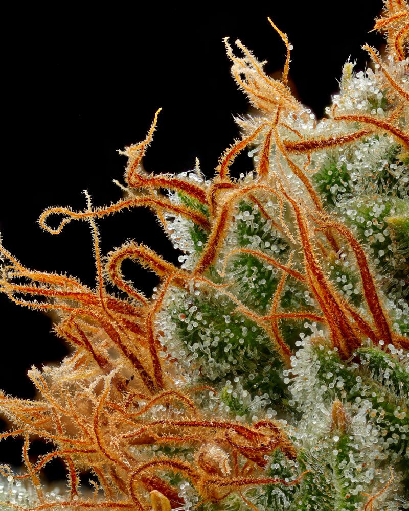 Fotografía de la planta Raspberry Parfait con pelos de color naranja brillante para obtener efectos intensos sin Photoshop.