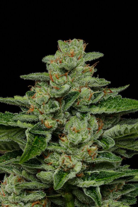 Fortune Cookie cannabis strain