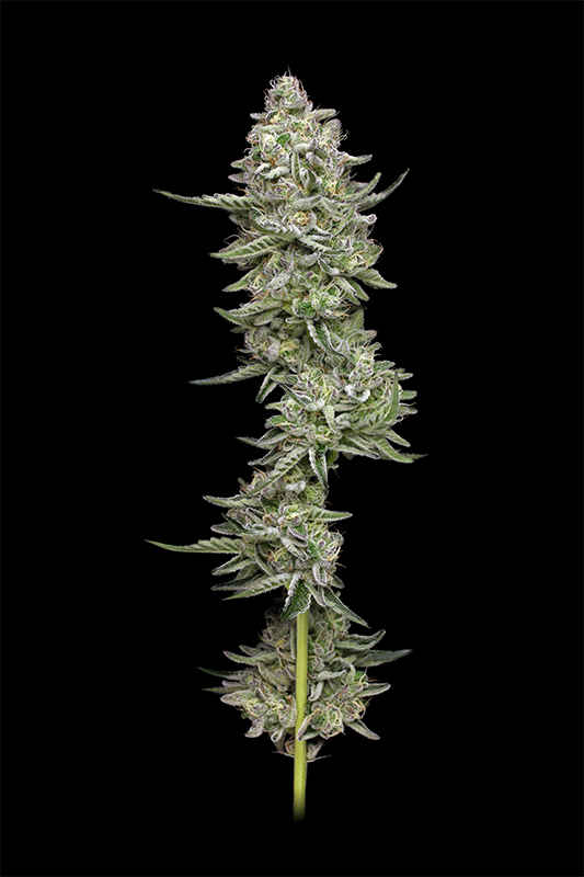 Slightly Stoopid Collie Man Kush 360-degree photo