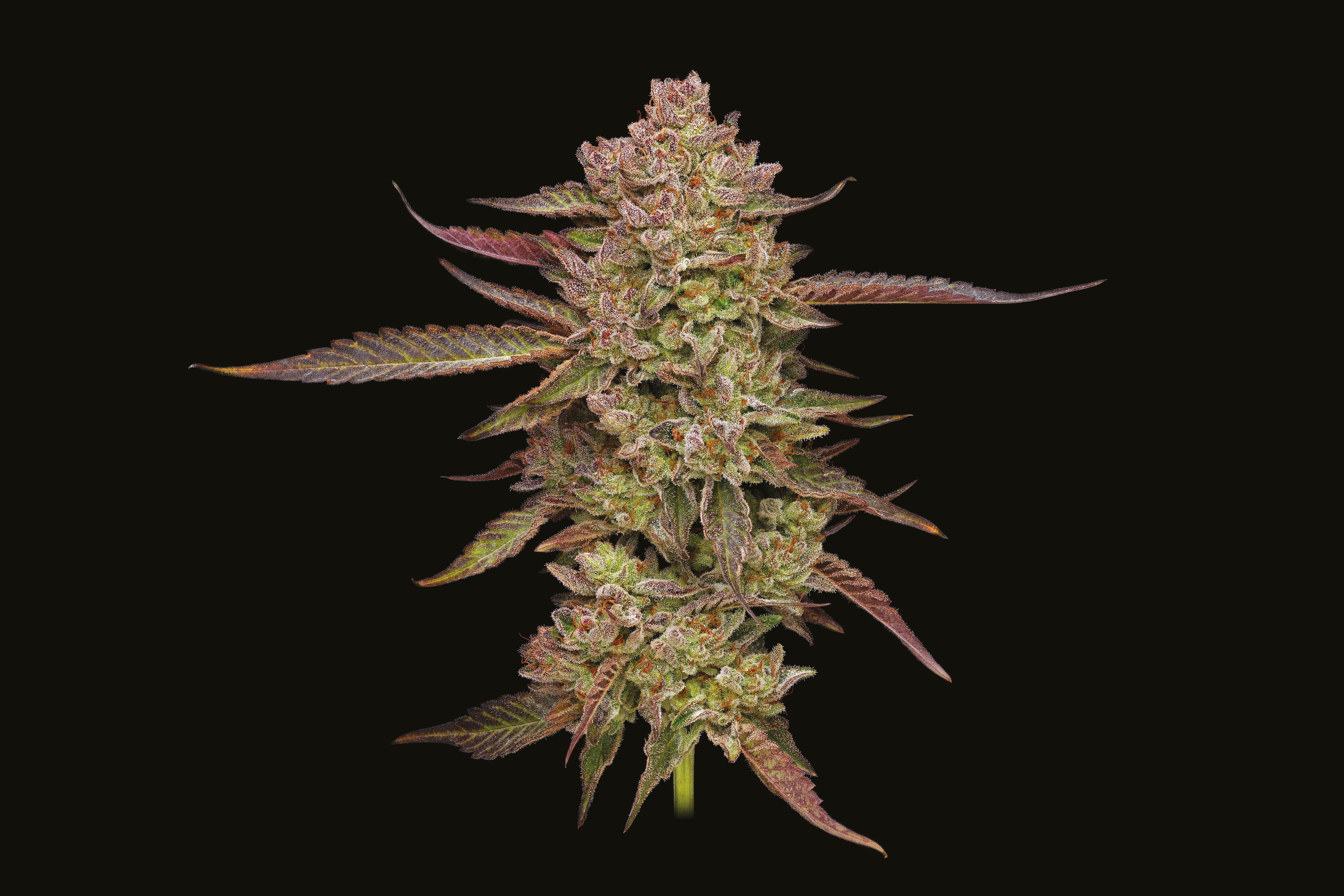 Gazzurple cannabis plant photo red coloring big nug