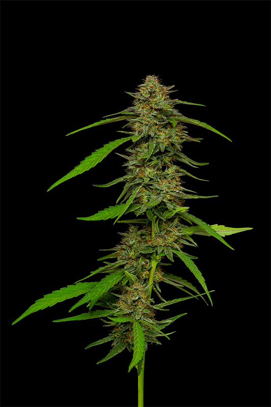 Squirt cannabis strain 360