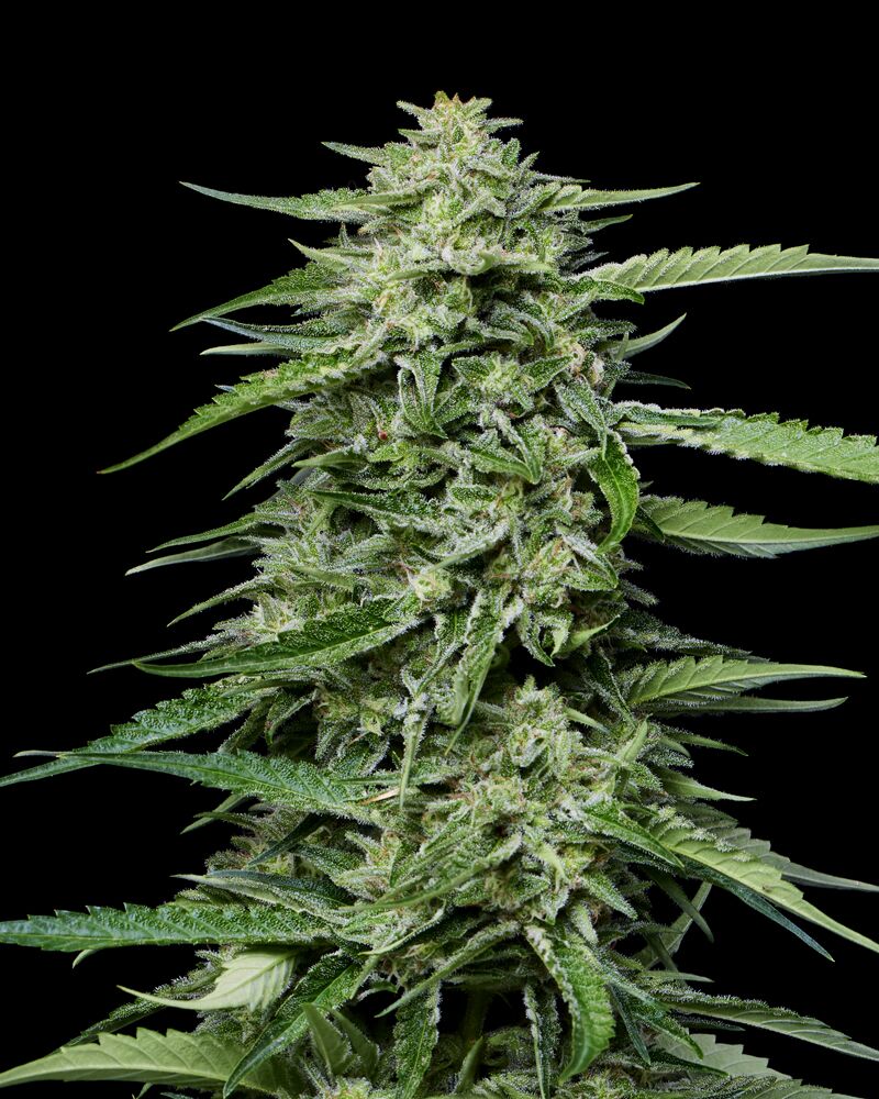 Blueberry Honey cannabis plant top cola