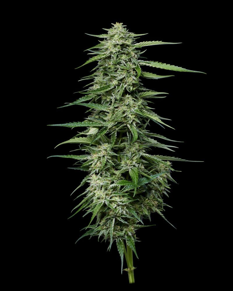 Blueberry Honey cannabis plant top cola on black background