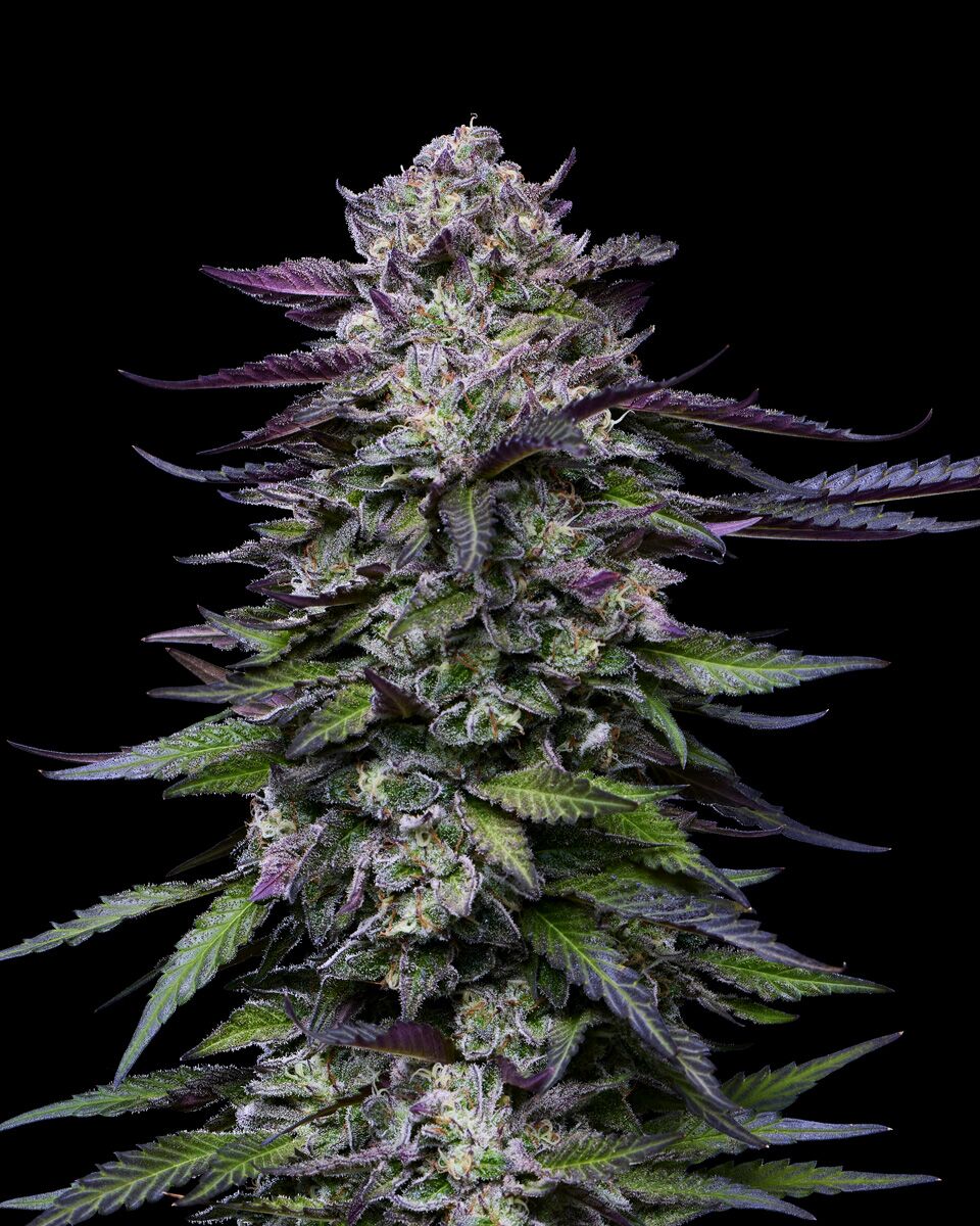 Candy Hustle: cogollos y hojas morados