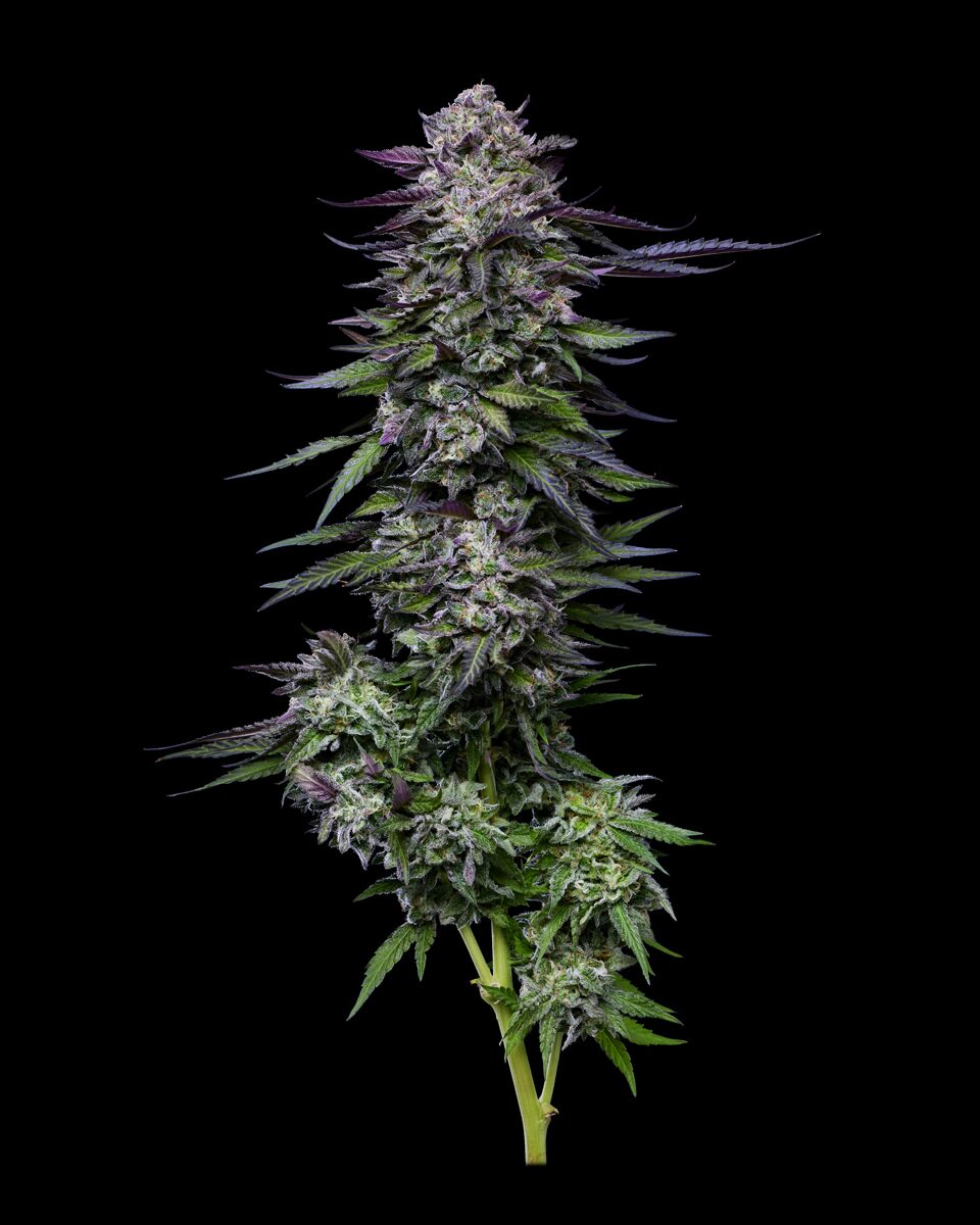 Planta de cannabis Candy Hustle morada con cogollos gigantes
