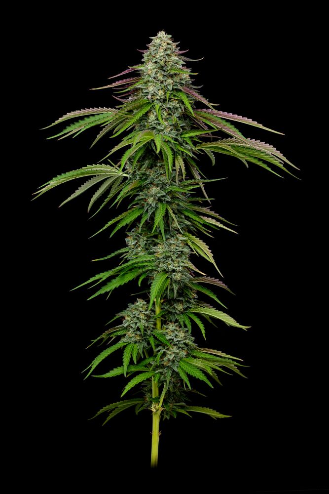 garlic budder cannabis. plant with green and pink leaves