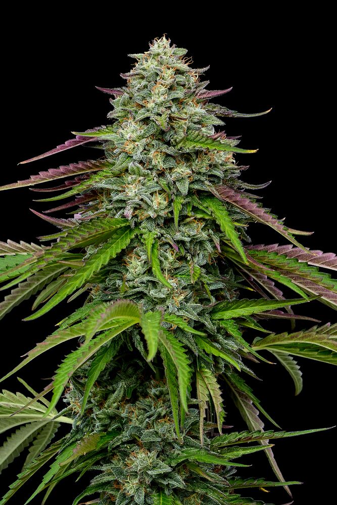 garlic budder cannabis plant top cola