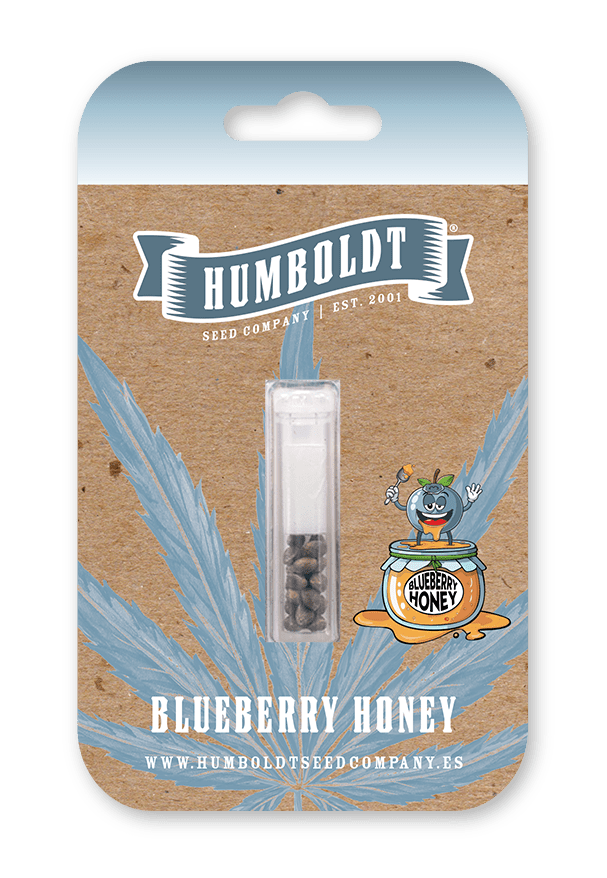 Blueberry Honey Feminized Seeds - Image 5