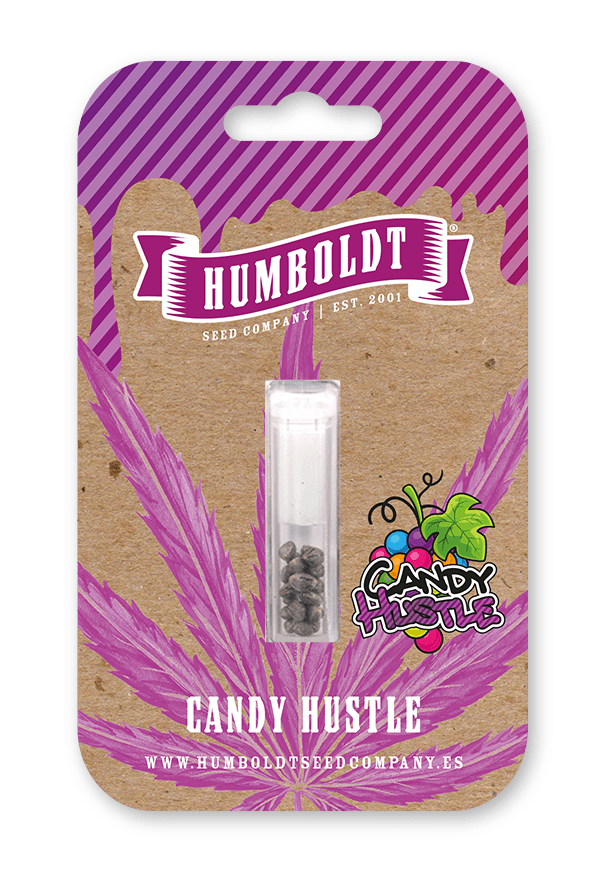 Semillas feminizadas Candy Hustle - Imagen 4