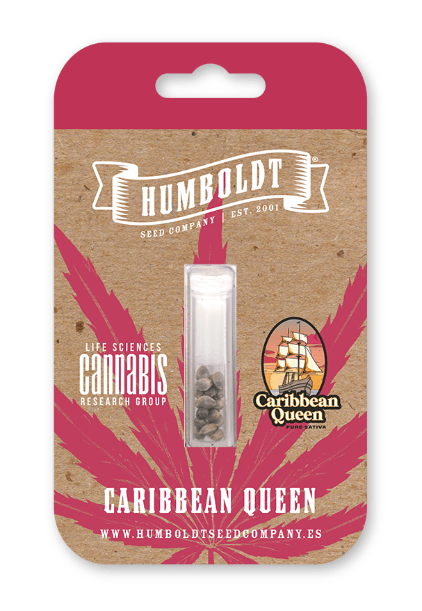 Caribbean Queen Feminized Seeds - Image 3