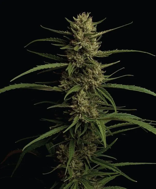 caribbean queen large cannabis top cola with big buds