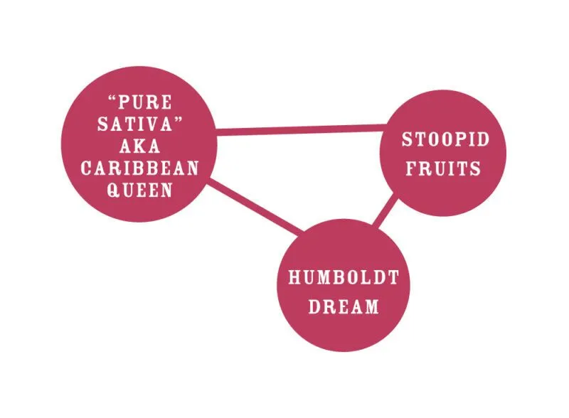 Caribbean queen cannabis genetic parents lineage