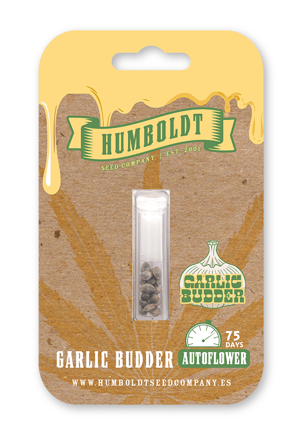 Garlic Budder Autoflower Seeds - Image 4
