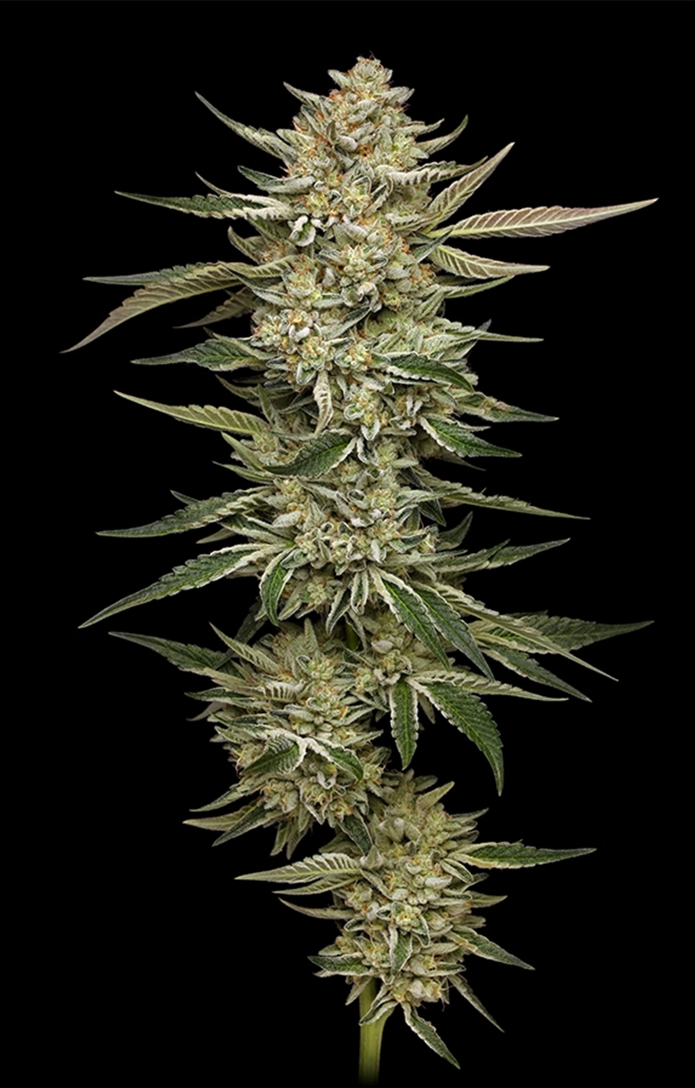 Og Triploid Auto bud