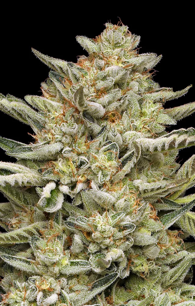 Og Triploid Auto bud
