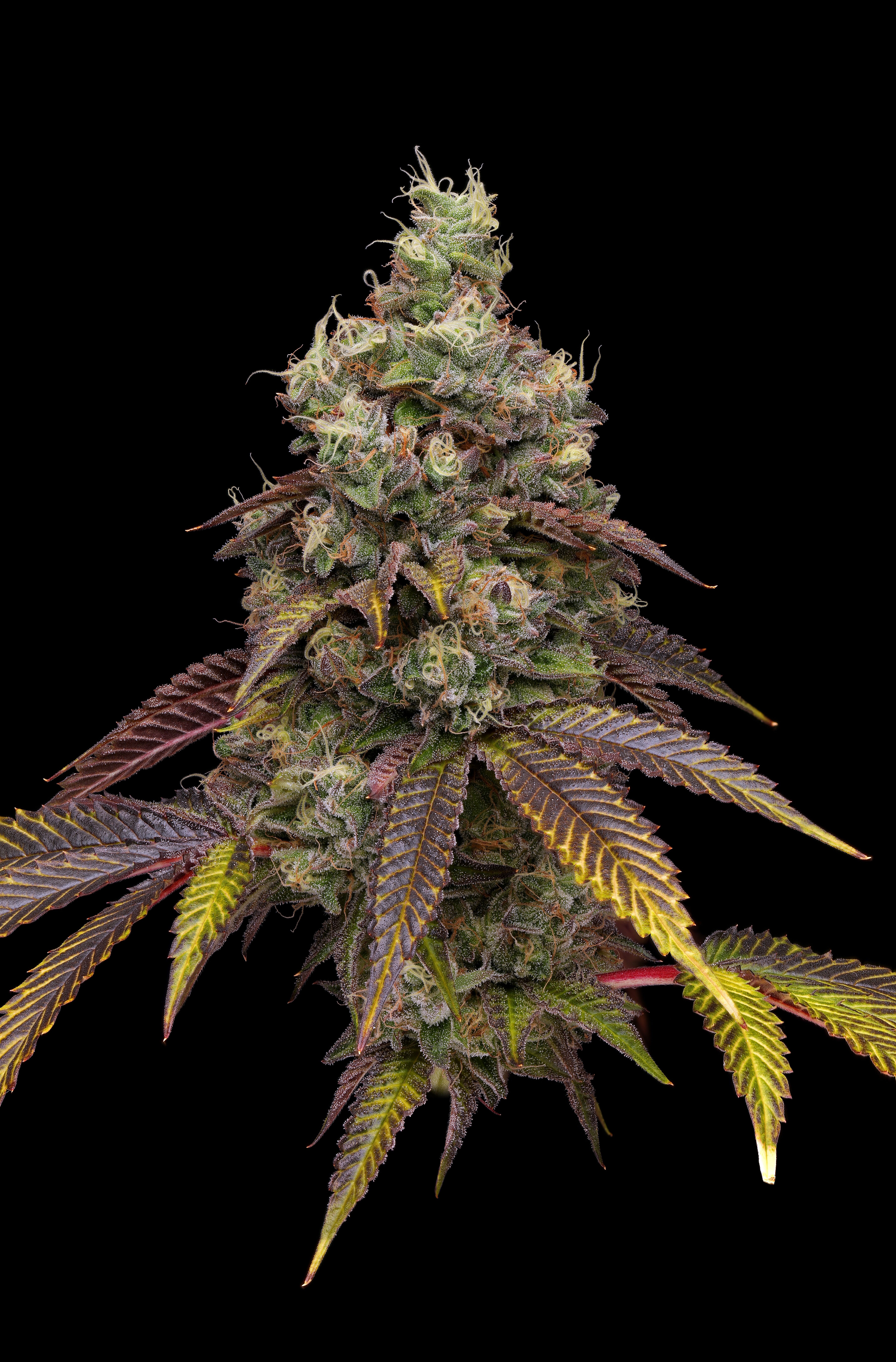 cannabis plant giant buds with yellow, purple, and red leaves