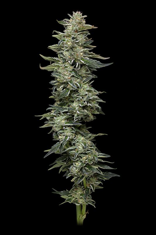 Nutter Budder cannabis plant photo giant stem