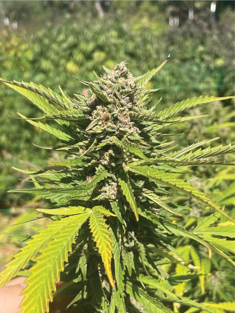 Banana Melt cannabis plant with large fan leaves